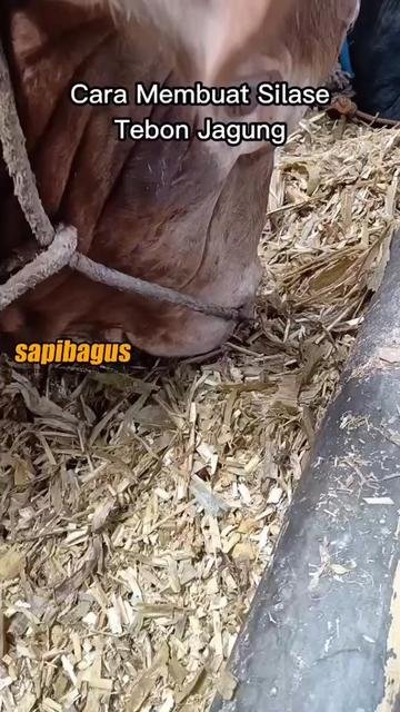 Silase-Tebon-Jagung